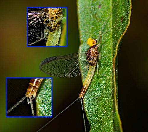 Baetis fuscatus